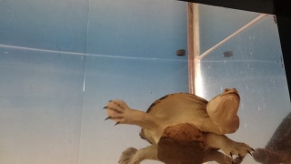 �R���p�N�g���[�ł��������X�b�L��