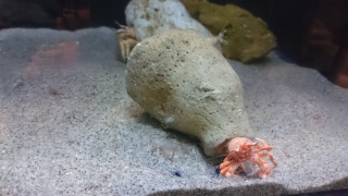 ����̂ł������}�C�z�[��