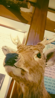 ���򔎕���1