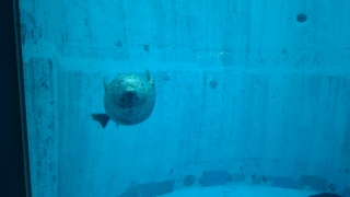 �܂���500�n�����炵