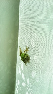 �ǂ���Ǝv����