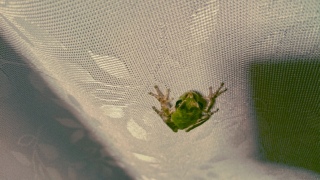 ���킢���c