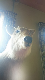 �O���l�ό��q�Ɉ͂܂�Ă����J���V�J�l