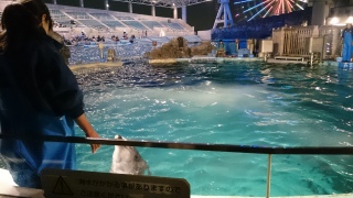 �C���J�Ƃ��o����