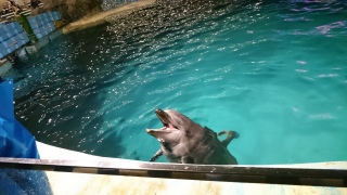 �C���J�Ƃ��o����2