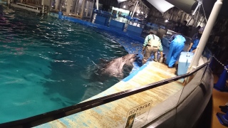 �C���J�Ƃ��o����3