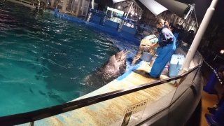 �C���J�Ƃ��o����4