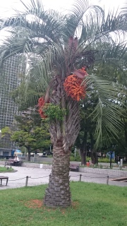 �n��Ă���