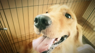 �����̂���