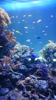 サンシャイン水族館1