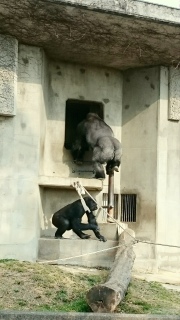 東山動物園5