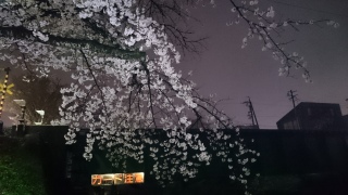 高山さんと桜