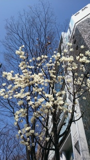 春になる。