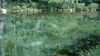 モネの池4