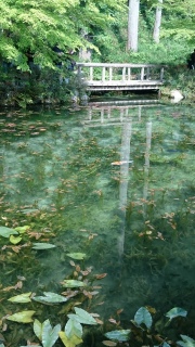 モネの池5